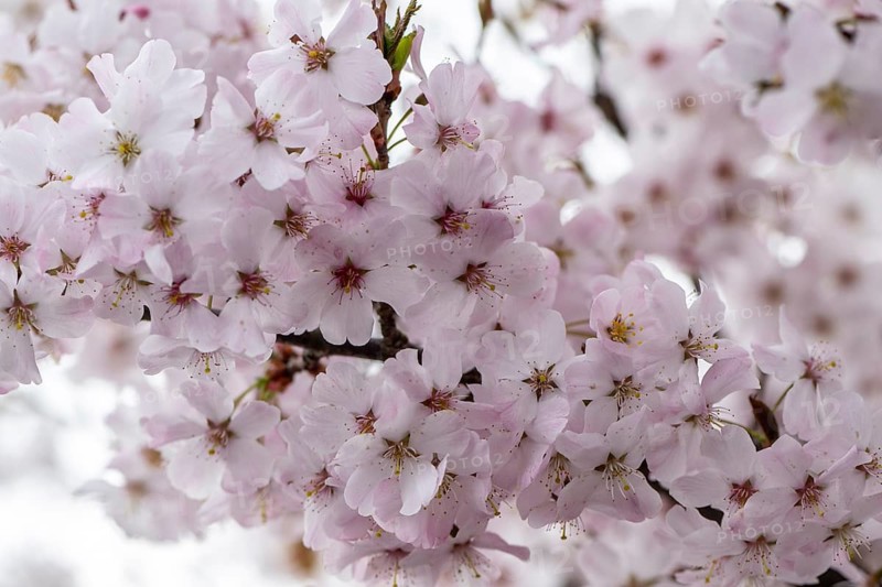 March cherry (Prunus incisa), Emsland, Lower Saxony, Germany