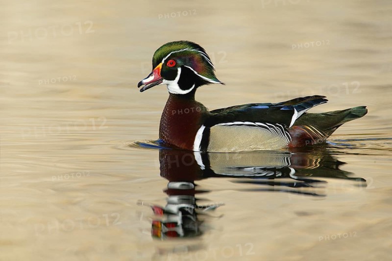 Wood Duck (Aix sponsa) male, California, USA