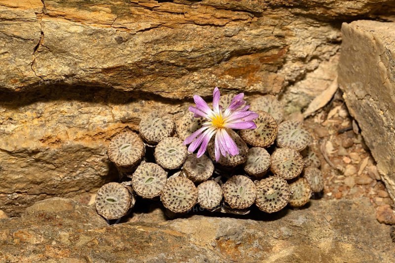 Conophytum, Living Stones, blooming, blossoms, Stellenbosch Botanic Garden, Western Cape, South Africa