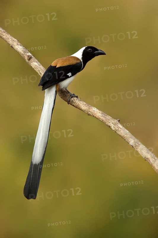 White-bellied Treepie (Dendrocitta leucogastra) perched on a branch, Kerala, India