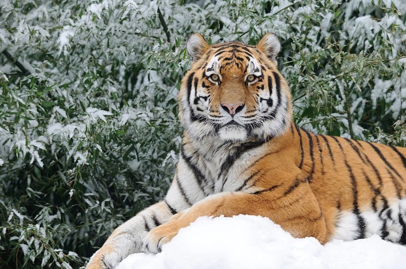 A majestic tiger resting in the snow, surrounded by winter nature, Siberian tiger (Panthera tigris altaica), captive, occurring in Russia, North Korea and China