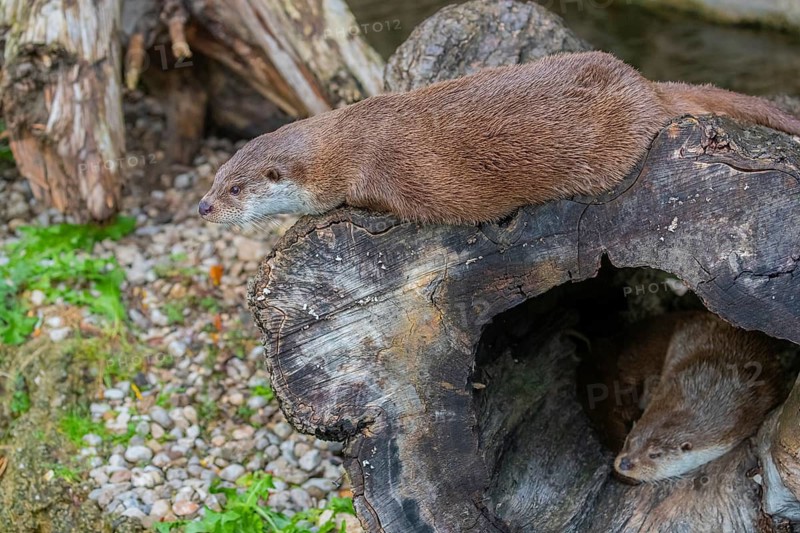 One Eurasian otter (Lutra lutra) resting resting in a hollow log, a second one resting on top