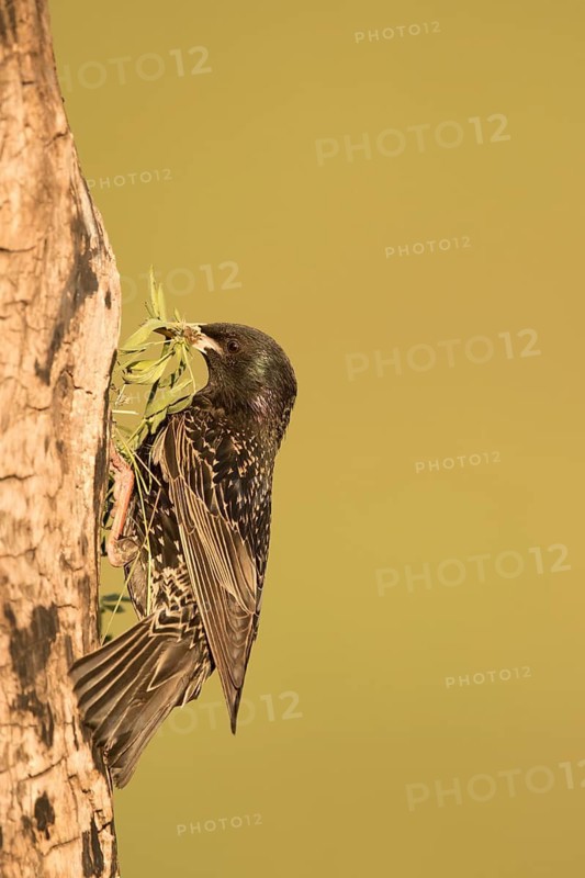 Common Starling (Sturnus vulgaris) at nest hole with nesting material in beak, Serbia