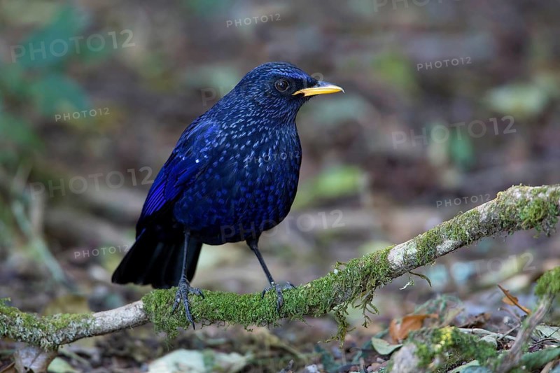 Blue Whistling Thrush (Myophonus caeruleus), Thailand