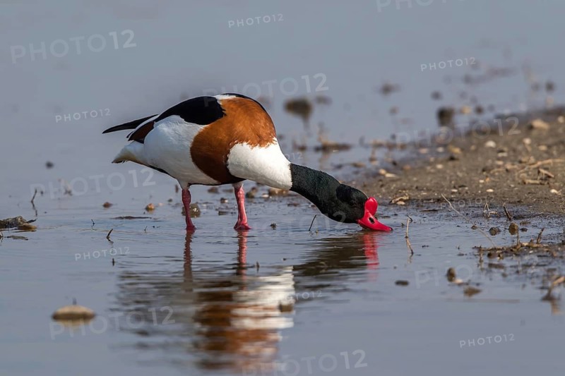 Common Shelduck (Tadorna tadorna) male foraging, Mecklenburg-Western Pomerania, Germany