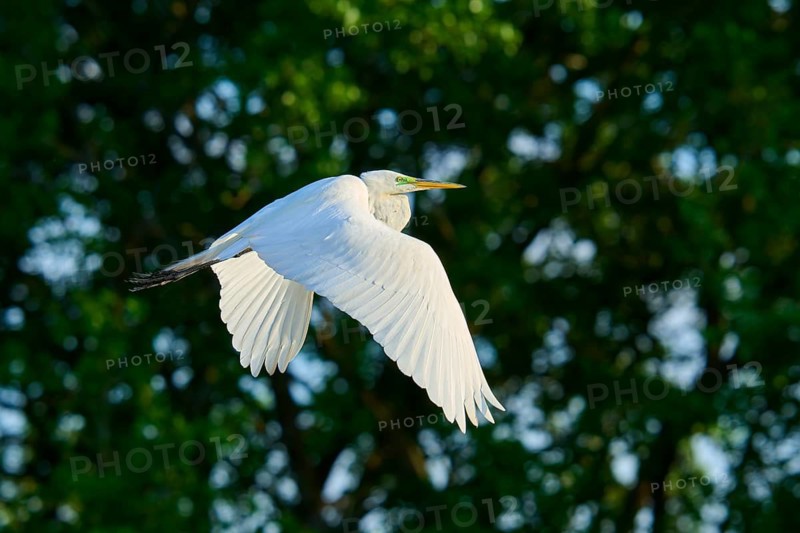 Great Egret (Ardea alba), fly, spring, Wakodahatchee Wetlands, Delray Beach, Florida, USA