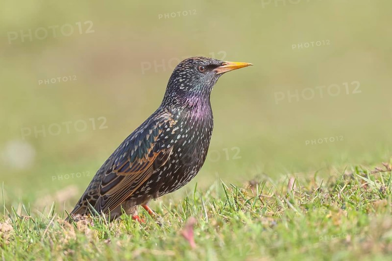 Starlings (Sturnus vulgaris), adult garden bird, foraging in a meadow, nature reserve on the Rhine, Bieslicher insel, old Rhine arm, near Xanten, Lower Rhine, Wesel district, one of the few floodplain landscapes in Germany, in winter, wildlife, nature photography, birds, North Rhine-Westphalia, Germany