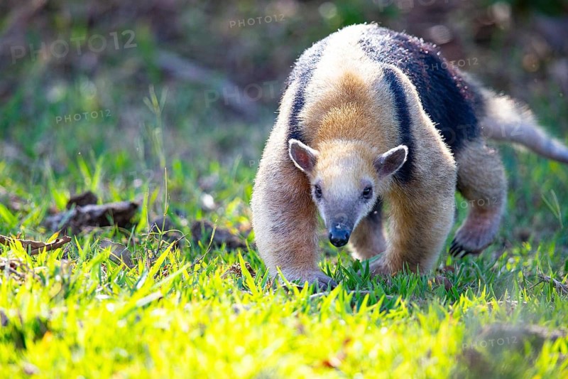 Southern tamandua (Tamandua tetradactyla) Pantanal Brazil