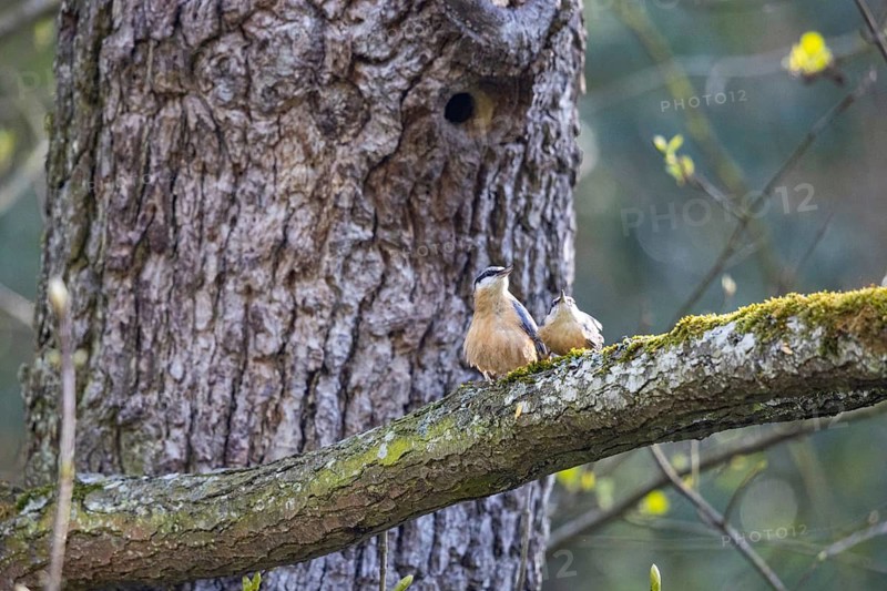 Nuthatch (Sitta europaea) mating Germany