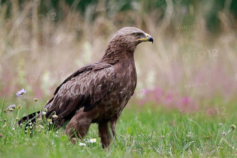 Lesser Spotted Eagle (Clanga pomarina) on grassland, Poland