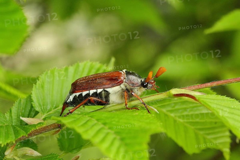 Northern cockchafer (Melolontha hippocastani), on leaves of a hornbeam (Carpinus betulus), Wilnsdorf, Noedrehein-Westphalia, Germany