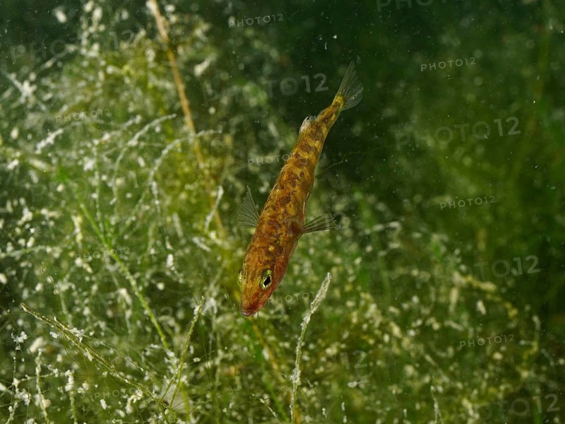 A three-spined stickleback (Gasterosteus aculeatus), an invasive species, swimming through algae and plants in clear water at the Wildsau dive site, Berlingen, Lake Constance, Switzerland, Germany