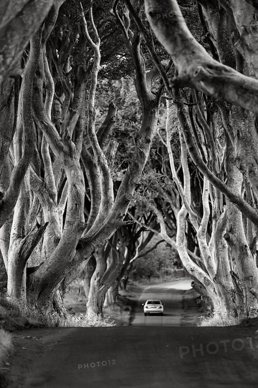 Famous avenue of beech trees, The Dark Hedges, tunnel avenue, mystical film set, film location for Game of Thrones, dawn, monochrome, Ballymoney, County Antrim, Northern Ireland, Great Britain