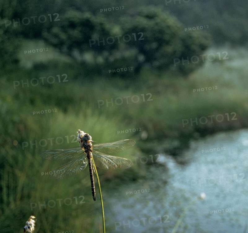 Aeshna subarctica Elisabethae, high moor mosaic maiden, subarctic darner, anisoptera, damselflies, dragonflies, high moor, insects, small crane lake, leo, dragonflies, odonata, hatching