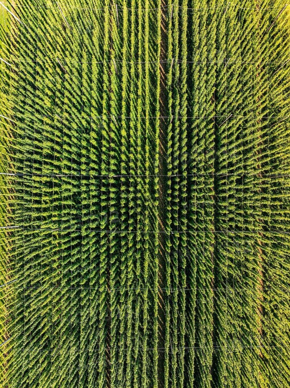 Aerial view of dense, symmetrically planted green fields of plants, hop garden, Hochdorf, Black Forest, Germany