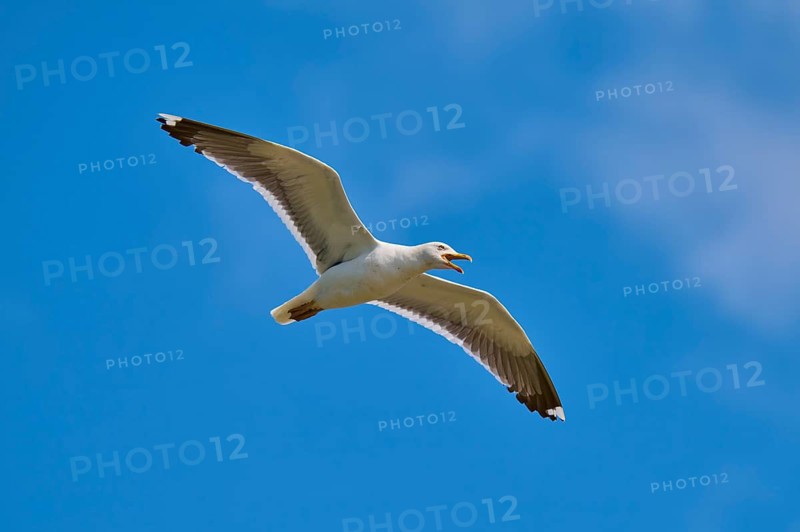 Gull flying with slightly open beak against a clear sky, Great Black-backed Gull (Larus marinus), Seahouses, Inner Farne, Farne Islands, Northumberland, England, Great Britain