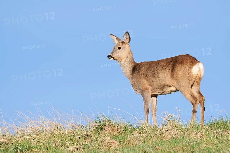 European roe deer (Capreolus capreolus), a doe standing in a meadow, North Rhine-Westphalia, Germany