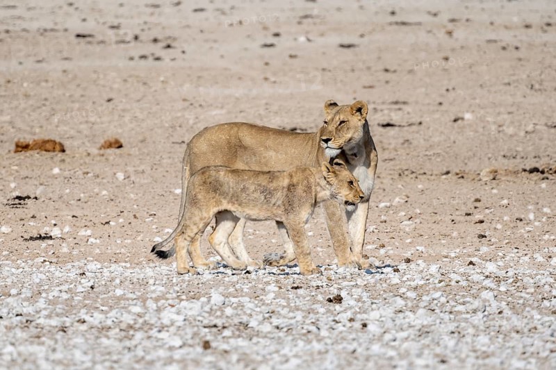 Lions (Panthera leo), mother with young, Nebrowni waterhole, Etosha National Park, Namibia