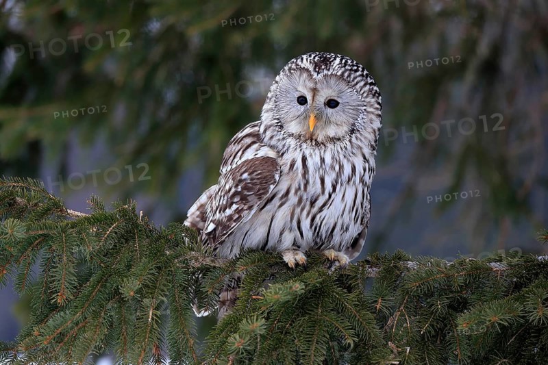 Ural Owl (Strix uralensis), adult, in winter, on tree, Bohemian Forest, Czech Republic