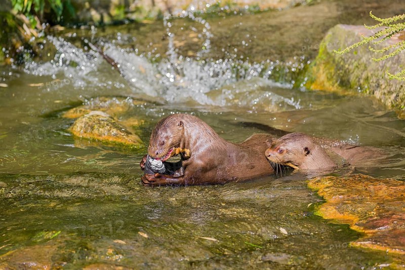 A pack of adult giant otter or giant river otter (Pteronura brasiliensis) playing or eat in a small creek with a little cascade