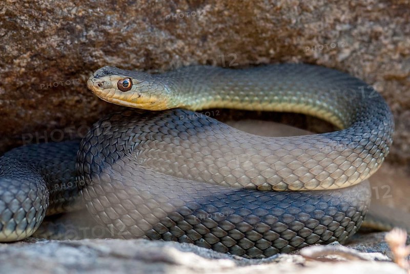 Lizard snake, European lizard snake, Malpolon Monspessulanus, Montpellier snake, critters, Greece, reptilia, reptiles, snakes, snakes