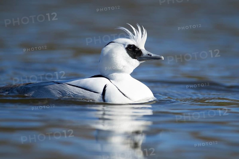 Smew (Mergellus albellus) adult male duck on a lake, England, United Kingdom