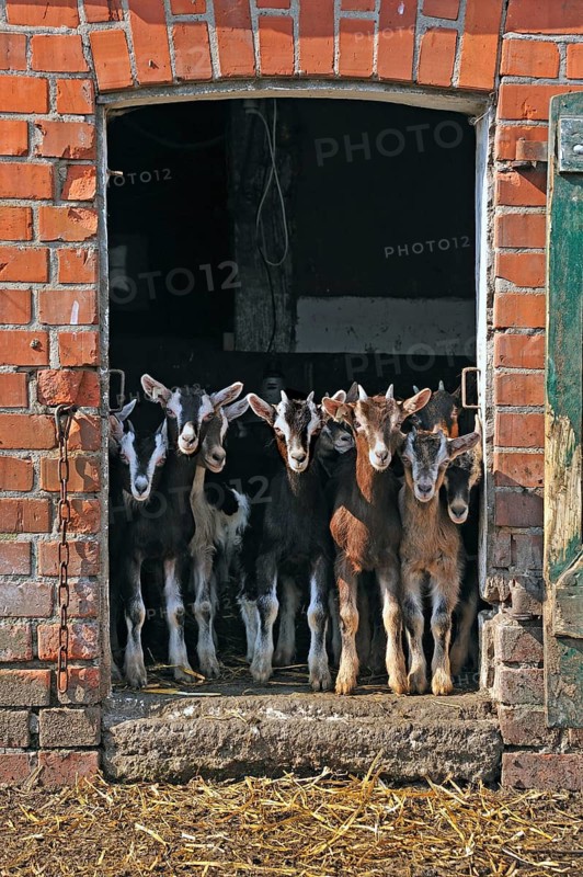 Goats (Capra aegagrus f. hircus) . Goat lambs in front of a stable door, organic farm, Othenstorf, Mecklenburg-Western Pomerania, Germany