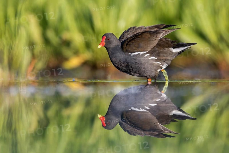 Common Moorhen (Gallinula chloropus), Poland