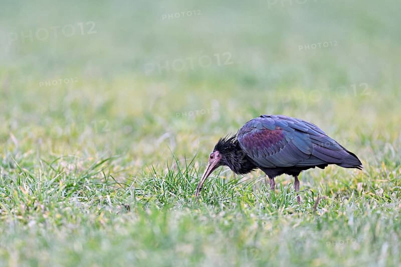 Northern bald ibis (Geronticus eremita), foraging in a meadow, Canton Zug, Switzerland