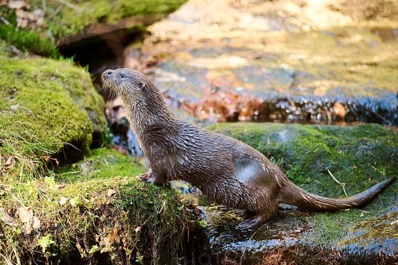 Eurasian otter (Lutra lutra) on the shore of a little lake in the bavarian forest, Bavaria, Germany