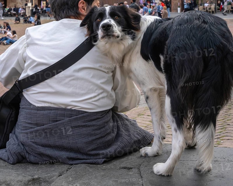A woman's dog looks at the photographer's camera behind her back, Siena, Tuscany, Italy