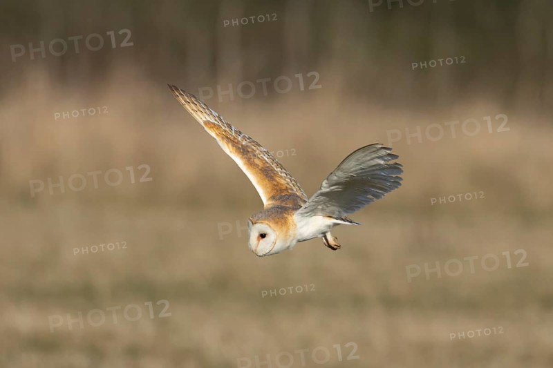 Barn owl (Tyto alba) adult bird of prey hunting in flight over grassland, England, United Kingdom
