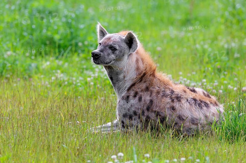 An adult male spotted hyena (Crocuta crocuta) lying in a green meadow, observing something. Southern part of Africa
