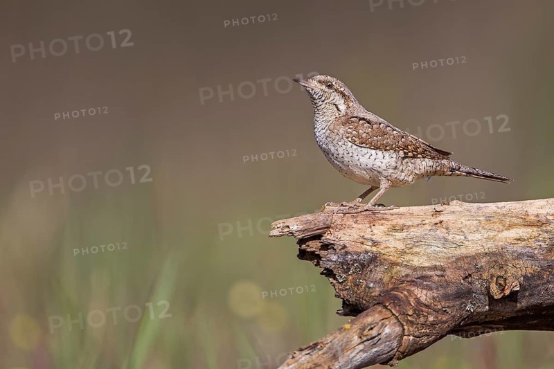 Eurasian Wryneck (Jynx torquilla), Saxony-Anhalt, Germany