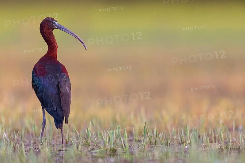 Glossy ibis (Plegadis falcinellus), Floating Hide fixed, Everglades NP, Florida, USA