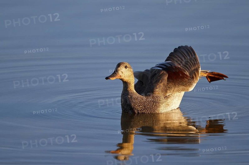 Gadwall (Mareca strepera) male, Mallorca, Spain