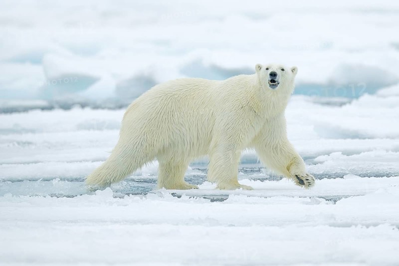 Polar bear on drift ice edge with snow and water in Russian sea. White animal in the nature habitat, Europe. Wildlife scene from nature. Dangerous bear walking on the ice, beautiful evening sky