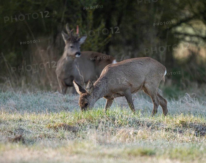 Roe deer (Capreolus capreolus), doe in winter coat, winter cover, behind a roe buck, a horned rod in the bast, a rod freshly swept still red from blood, no injury normal process, wildlife, Thuringia, Germany