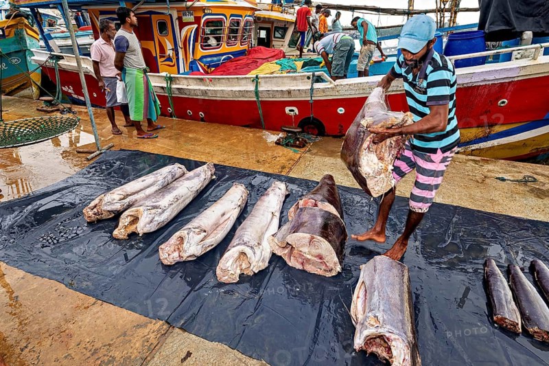 Man works large tuna fish next to colorful boats at the harbor, the fishermen in the fishing port of Matara in Sri Lanka