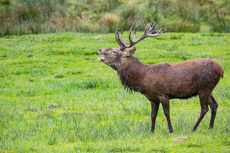 Red deer (Cervus elaphus) Rutting behaviour captive Germany