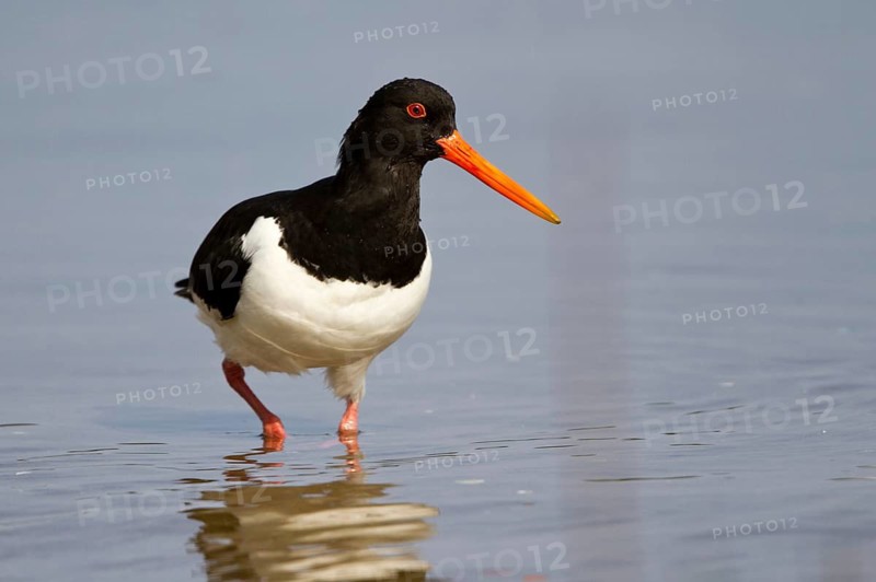 Eurasian Oystercatcher (Haematopus ostralegus) foraging, Mecklenburg-Western Pomerania, Germany