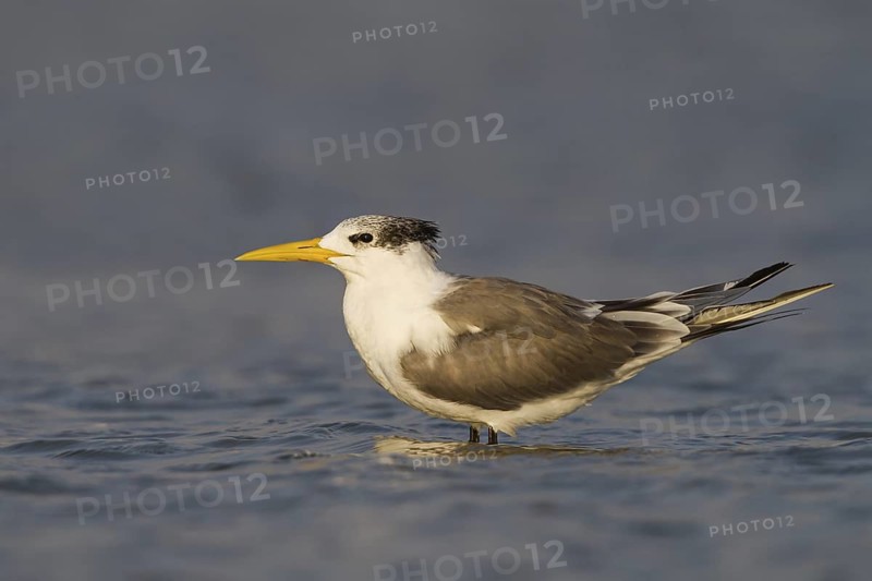 Greater Crested Tern (Thalasseus bergii), Oman
