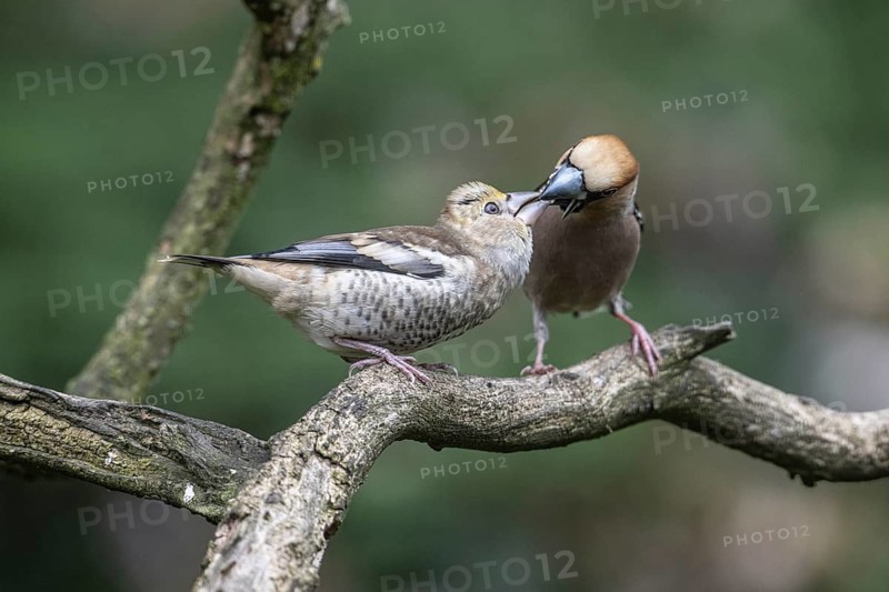 Hawfinch (Coccothraustes coccothraustes), adult bird feeding young, Emsland, Lower Saxony, Germany