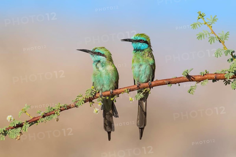 Green Bee-eater (Merops orientalis) pair, Eilat, Israel