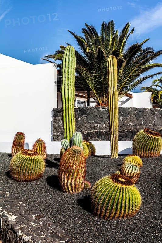Cacti, Lanzarote, Canary Islands, Spain