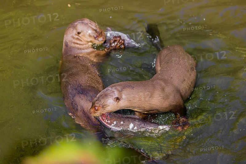 Two giant otter or giant river otter (Pteronura brasiliensis) swim in the water of a small river and eat a fish