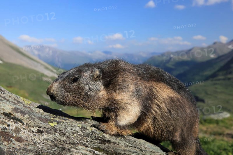 One adult Alpine Marmot, Marmota marmota, walking over a rock with a valley and blue sky in the background