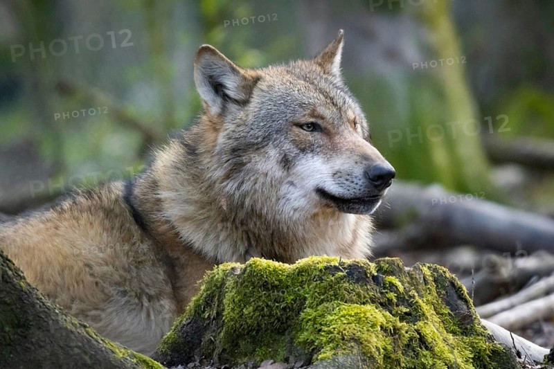 A wolf looks around in its forest enclosure in an animal park. Wolves are spreading increasingly in German forests again, Zoo, Weilburg, Hesse, Germany