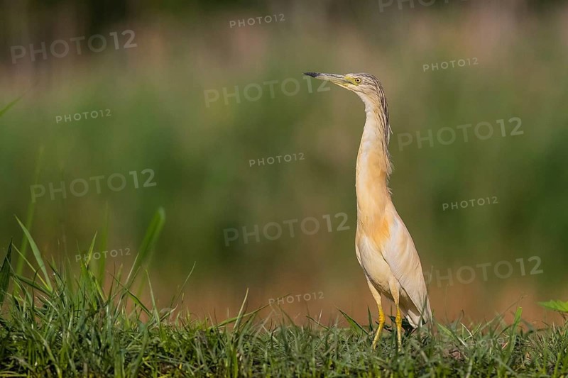 Squacco Heron (Ardeola ralloides), Pusztaszer, Hungary