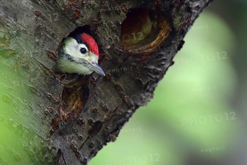 Great Spotted Woodpecker (Dendrocopos major) chick peering out from nest hole, North Rhine-Westphalia, Germany
